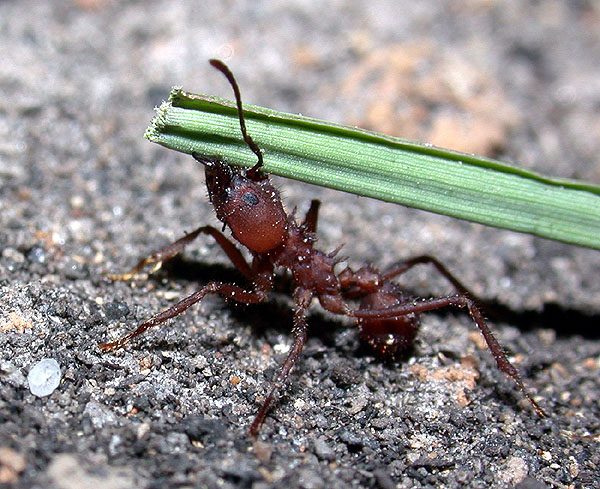 FIGURE 1a FIGURE 1a